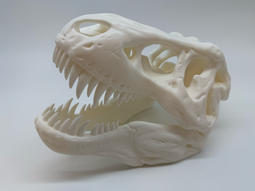 Crâne de T-Rex - Qualité supérieure