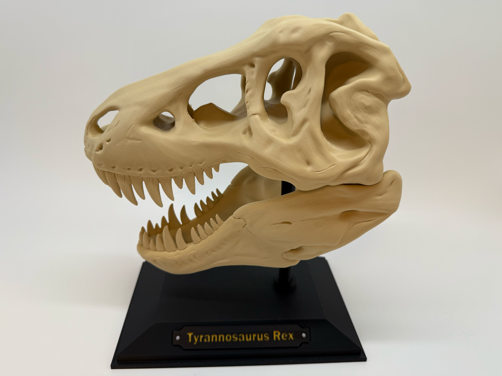 Crâne de T-Rex - Qualité supérieure