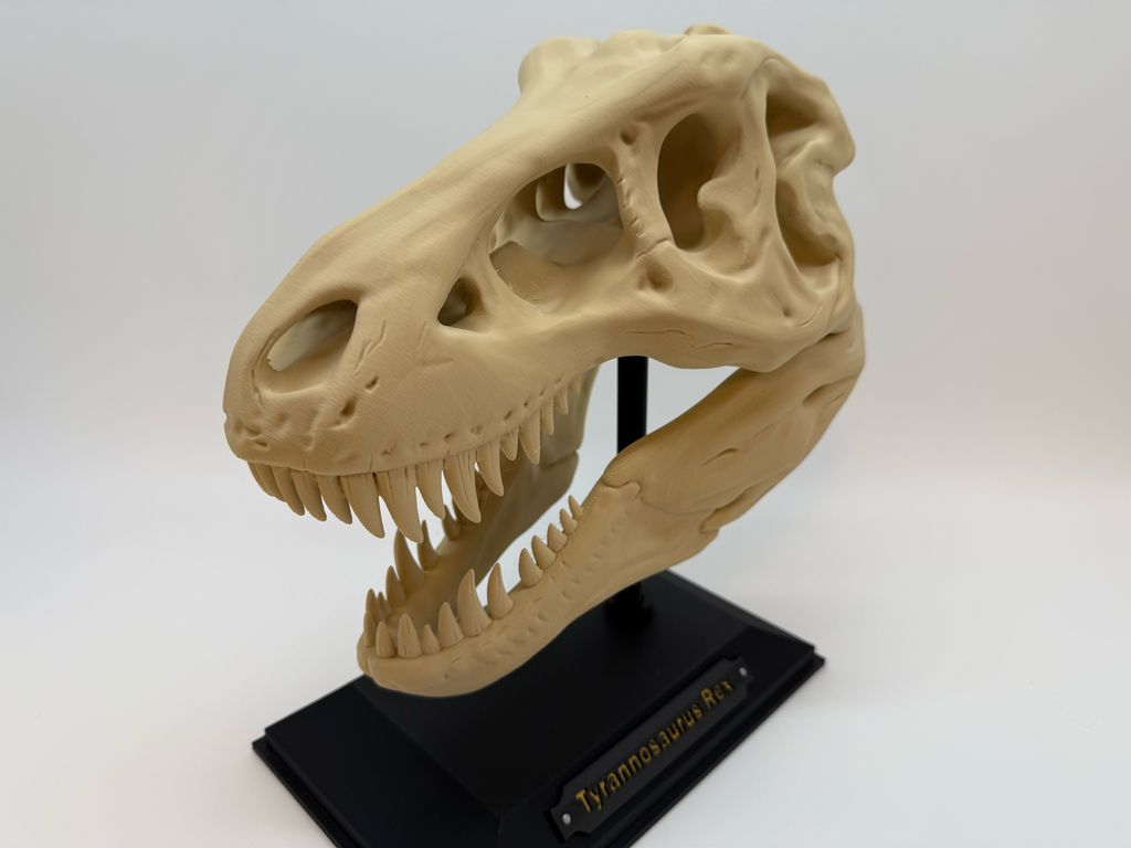 Crâne de T-Rex - Qualité supérieure
