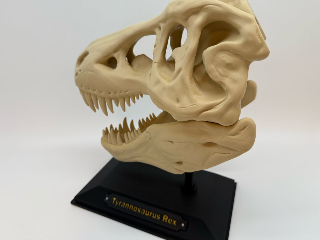 Crâne de T-Rex - Qualité supérieure