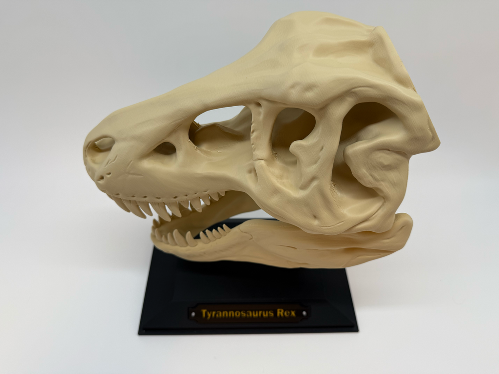 Crâne de T-Rex - Qualité supérieure