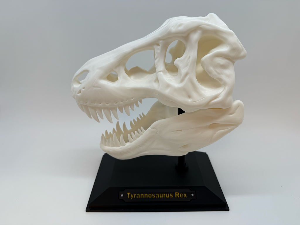 Crâne de T-Rex - Qualité supérieure