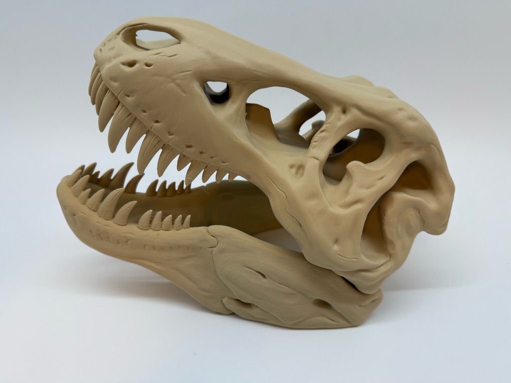 Crâne de T-Rex - Qualité supérieure