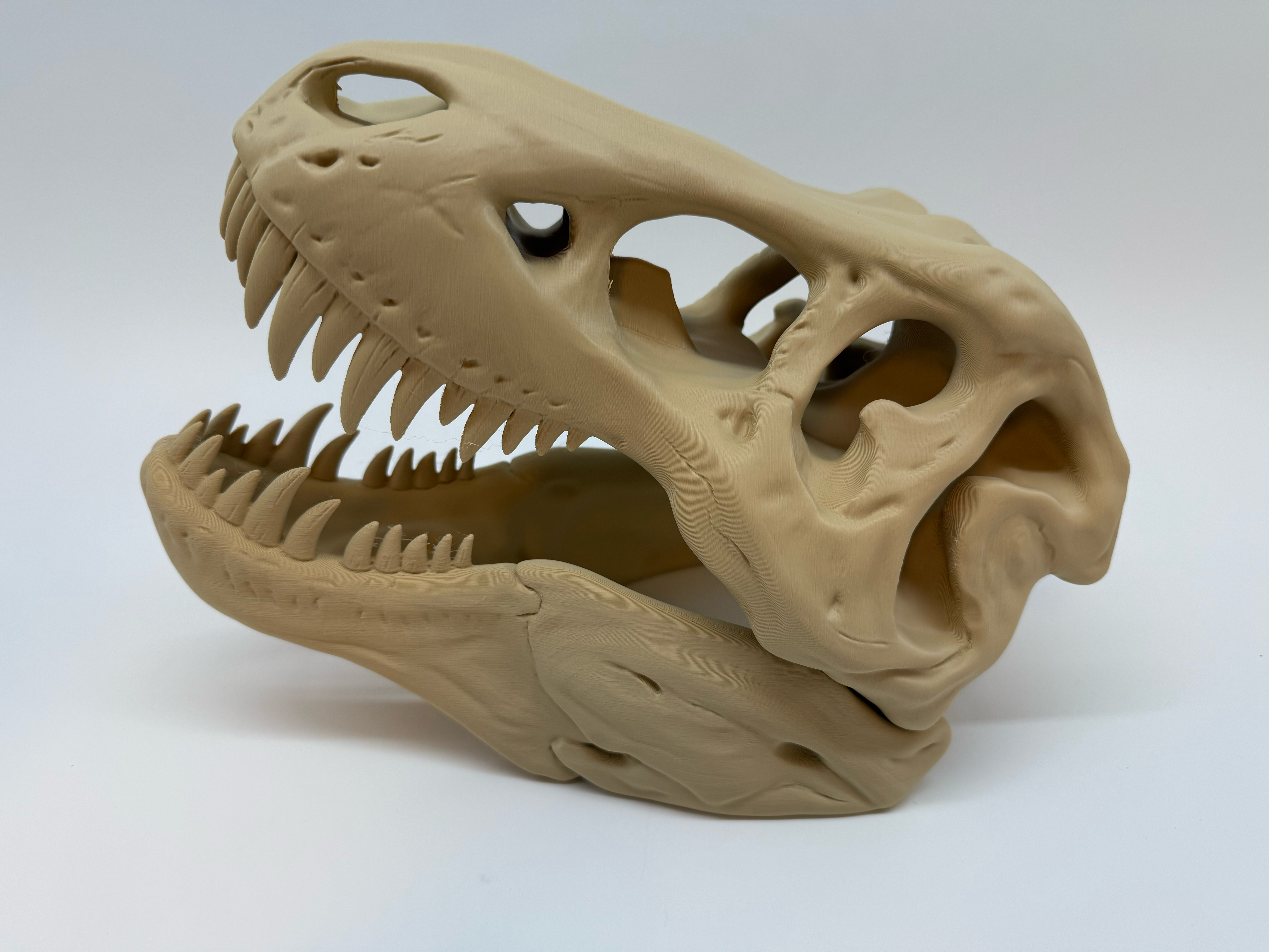 T-Rex schedel - Premium Quality