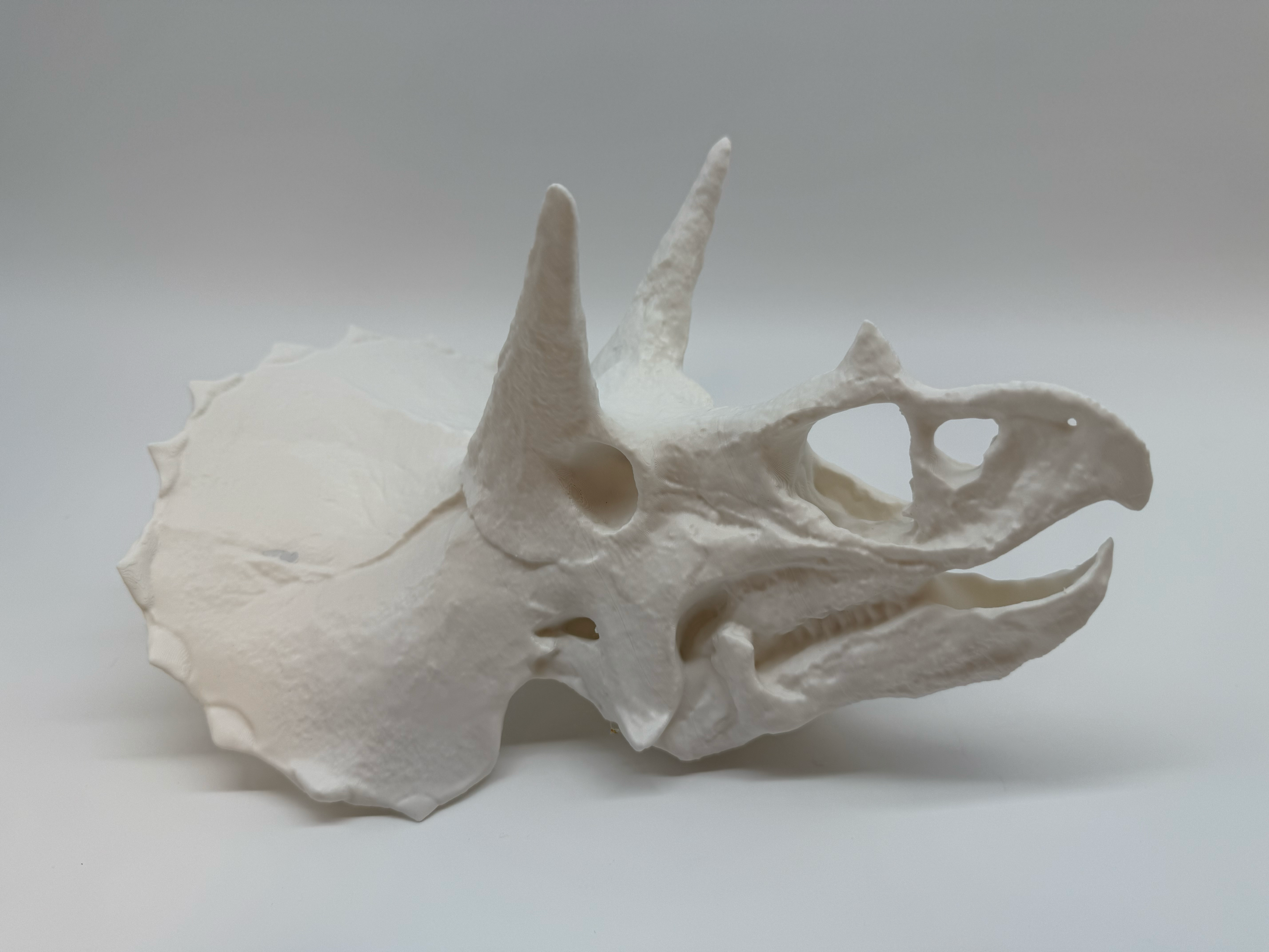Triceratops Schedel - Premium Quality