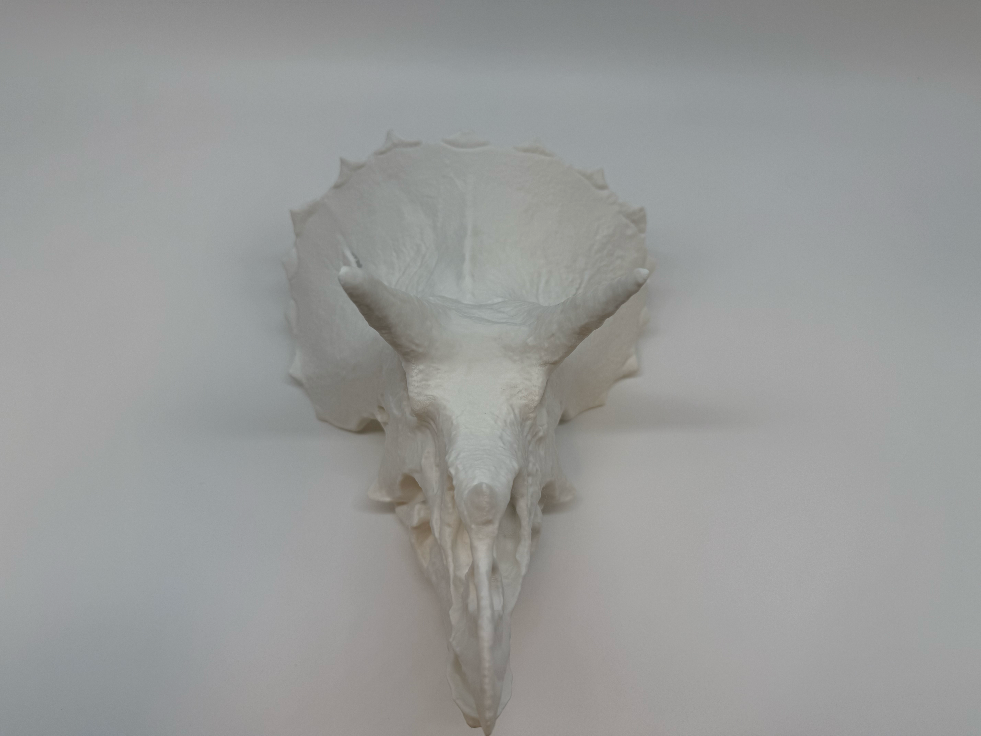 Triceratops Schedel - Premium Quality